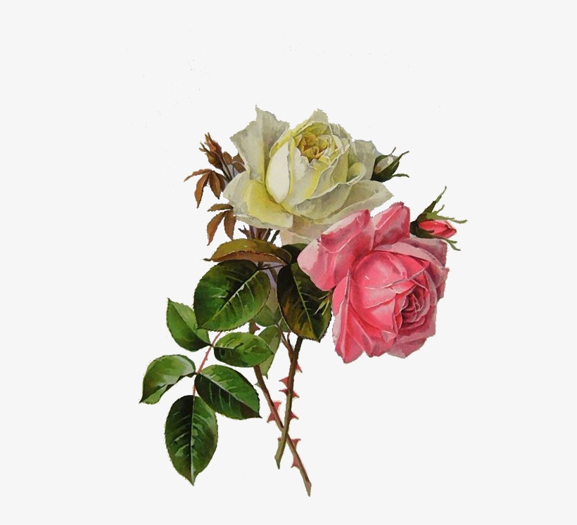 Rose Vintage Roses, Vintage Floral, Botanical Flowers, - Paul De Longpre, transparent png #6219746