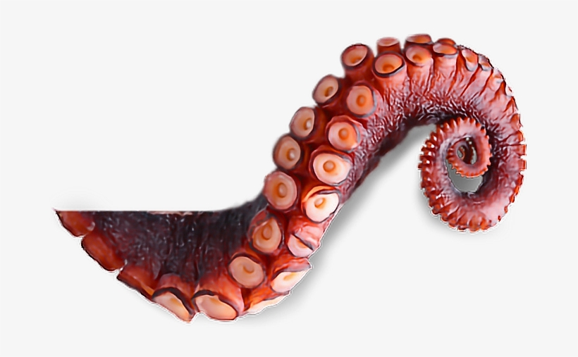 Report Abuse - Octopus Tentacles Transparent, transparent png #6222398