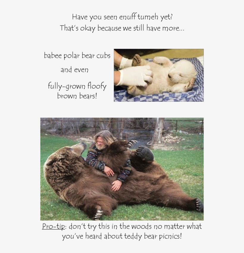 13 - Baby Polar Bear, transparent png #6229182