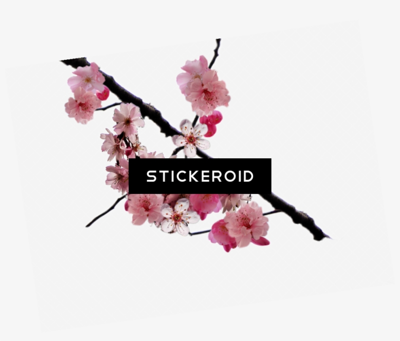 Cherry Blossom Flower - Cherry Blossom, transparent png #6231646