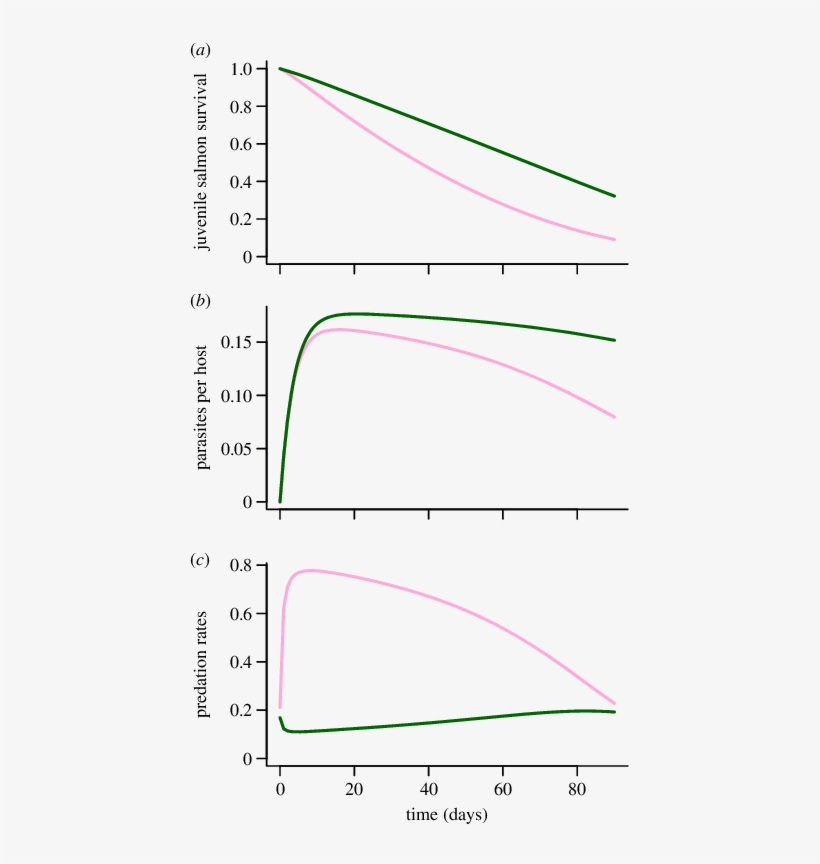 Predicted Survival Of Pink Salmon (light Line - Pink Salmon, transparent png #6231648