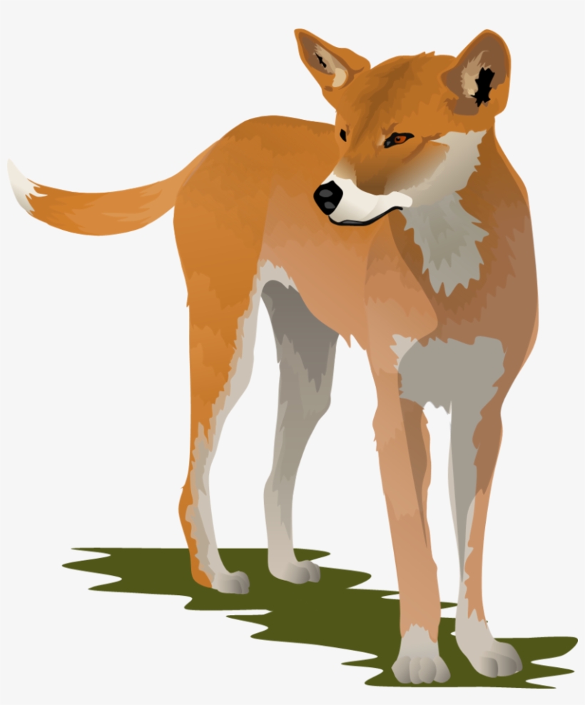 Dingo Png - Dingo Clipart, transparent png #6237470