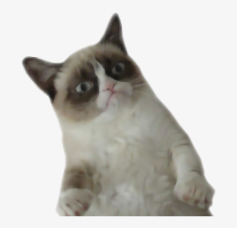 Png Grumpy Cat, transparent png #6239199
