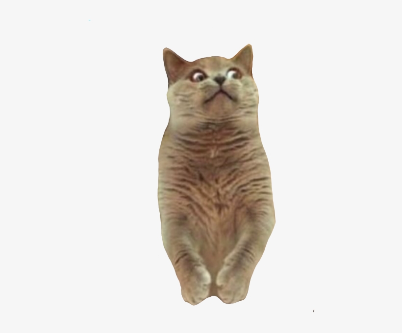 Animals Memes Stickers Messages Sticker-6 - Someone Is Stealing My Poop, transparent png #6239392