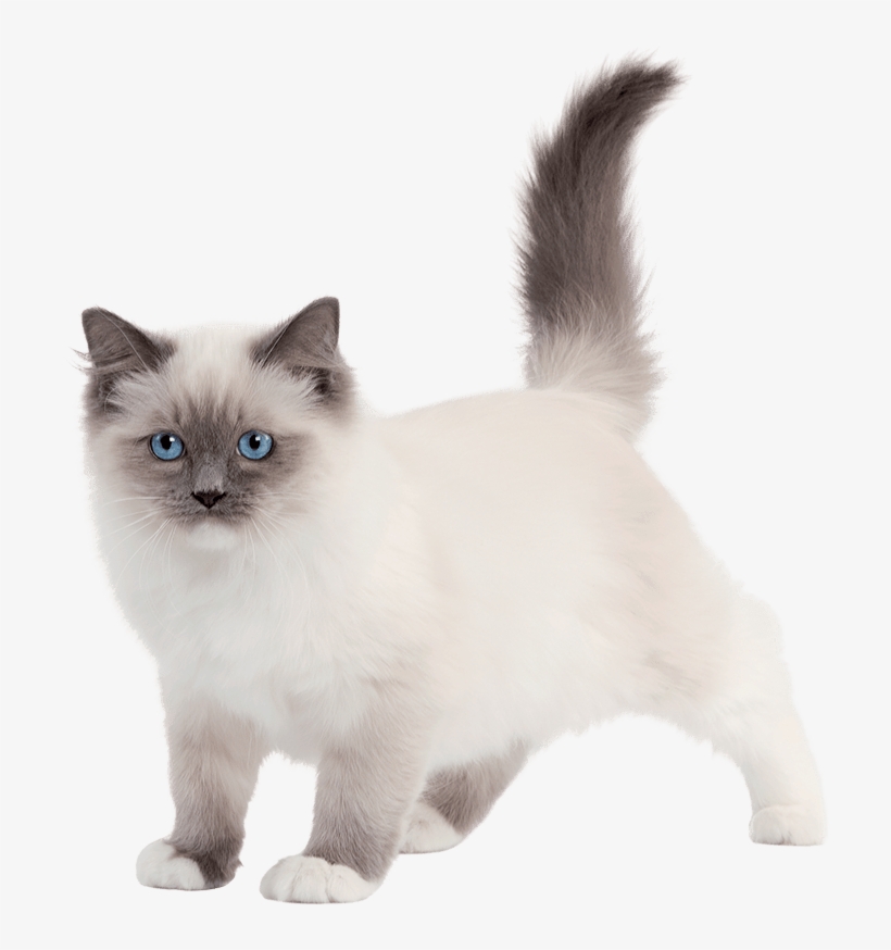 Fond D Écran Sacré De Birmanie Chatons, transparent png #6239768