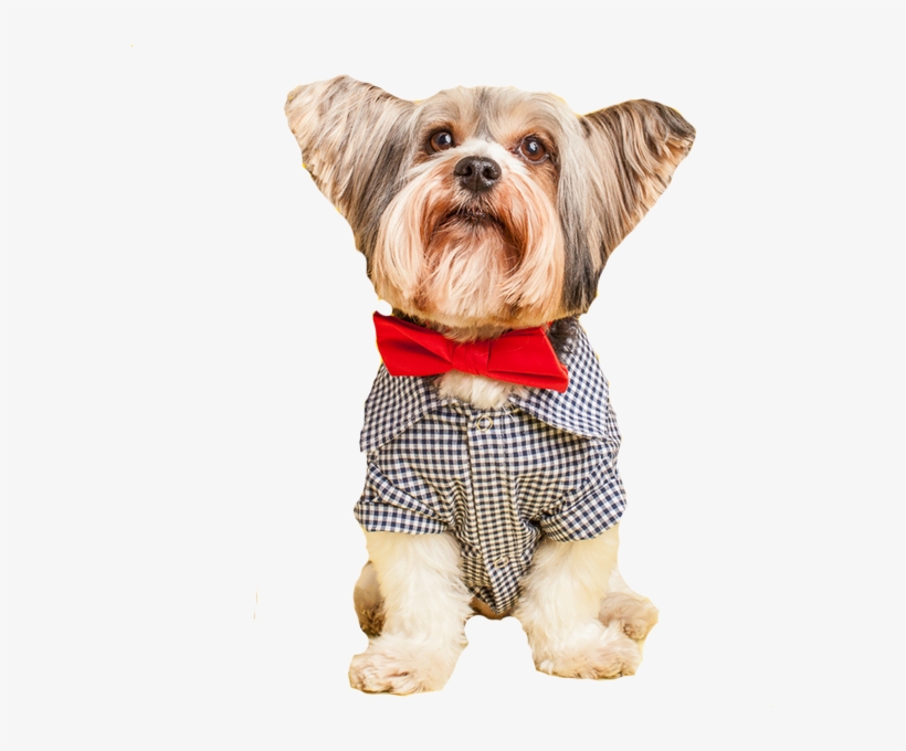 Discontinued Gingham Dog Shirt - Dog, transparent png #6240591