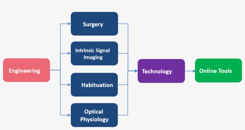 Creating A Cortical Activity Map - Diagram, transparent png #6242506
