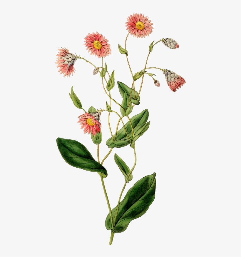 Flower Image Resolution Download Painting - Botanical Floral Png, transparent png #6242733