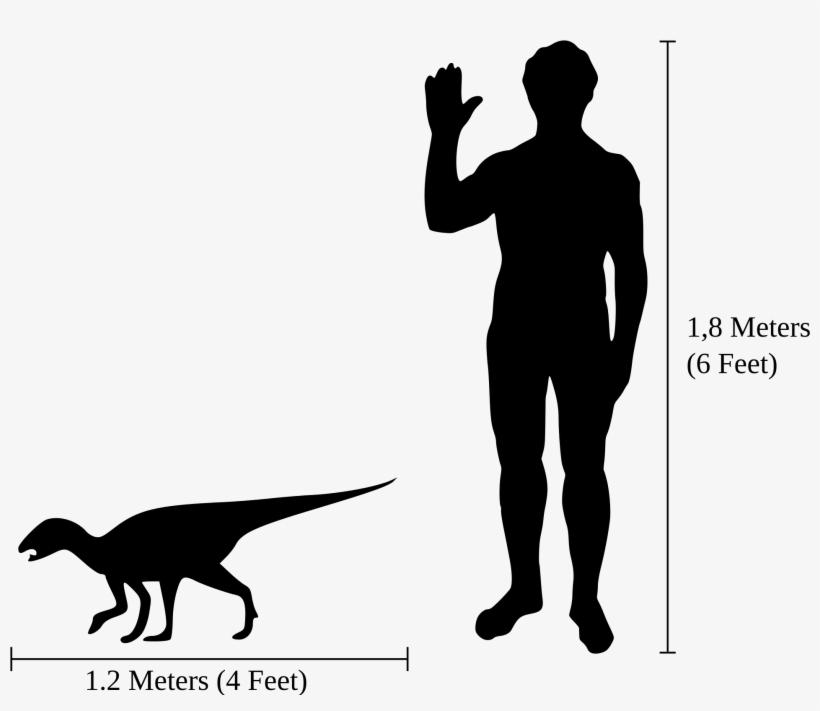 Open - Emperor Penguin Vs Human, transparent png #6242872
