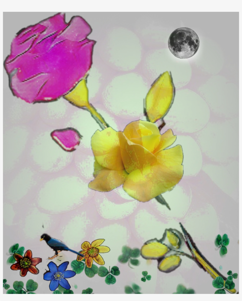 Garden Roses, transparent png #6243194