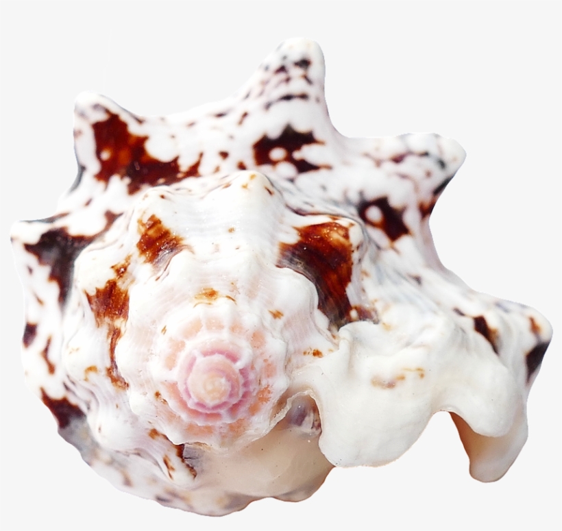 Travel, Sea Shells Ocean Beach Vacation Sea Shells - Seashell, transparent png #6245338