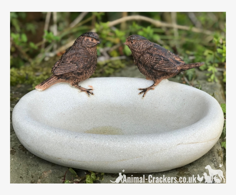 Bird Bath/feeder - Bird Bath & Feeder, transparent png #6250634
