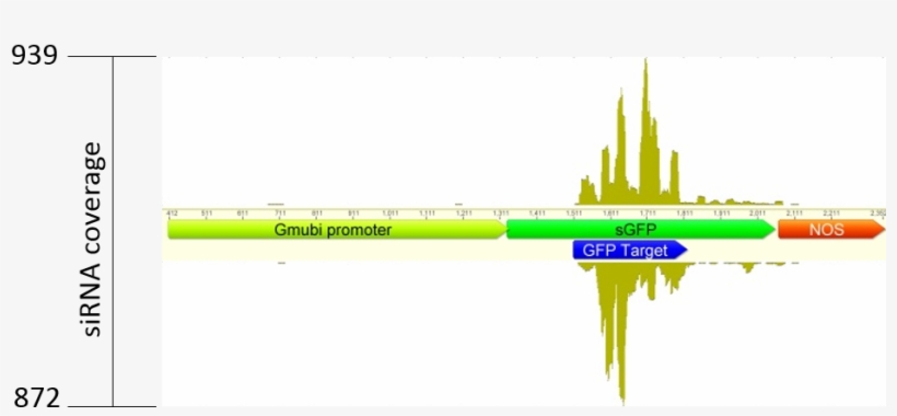Where Can I Obtain The Ta-sirna Vectors For Soybean - Diagram, transparent png #6251885