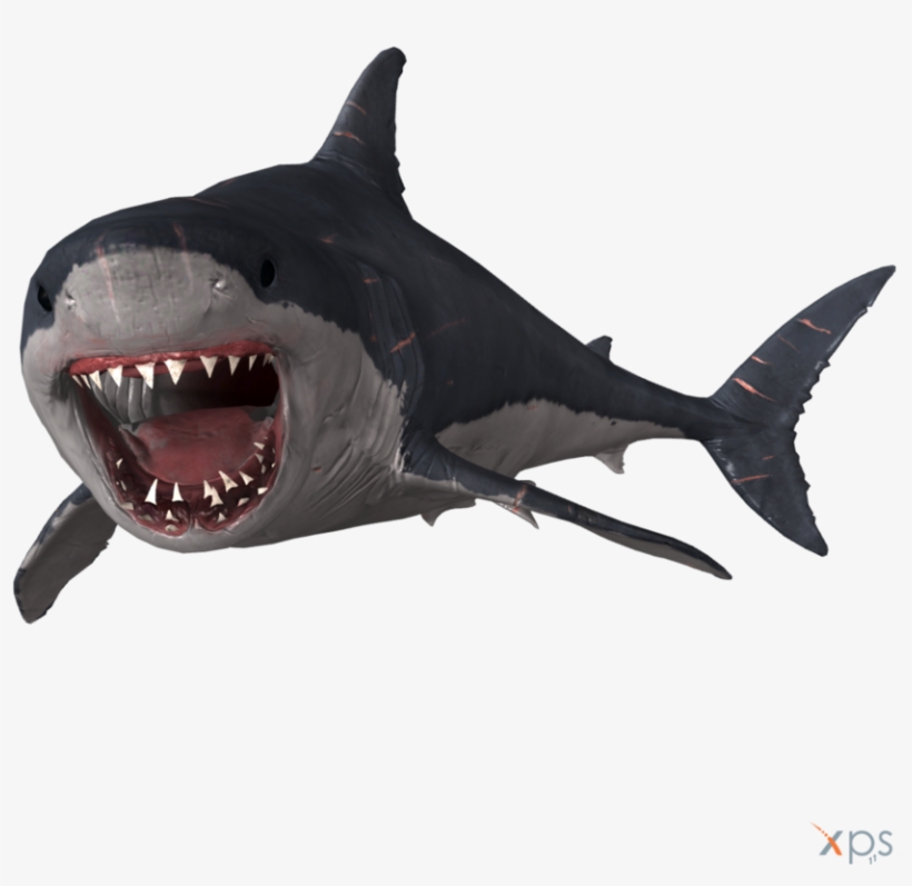 Megalodon Png Photo - Megalodon, transparent png #6254311