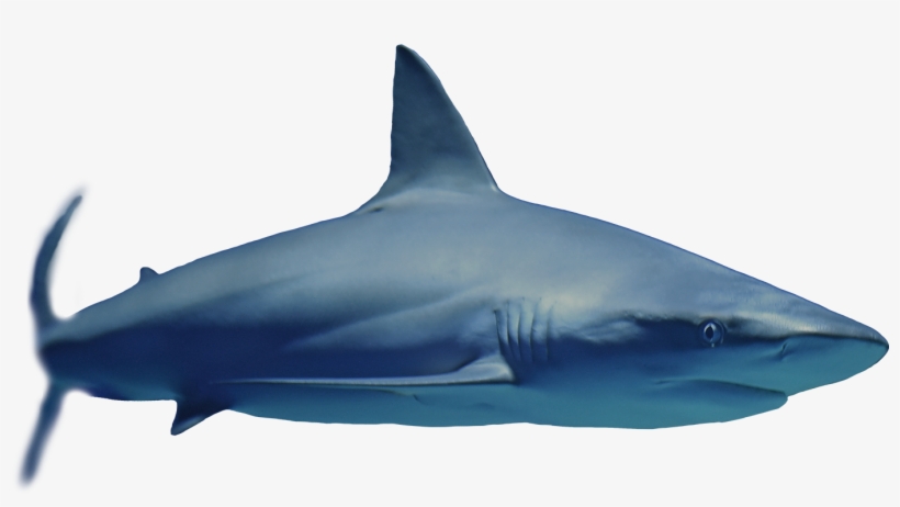 Anchor - Great White Shark, transparent png #6255295
