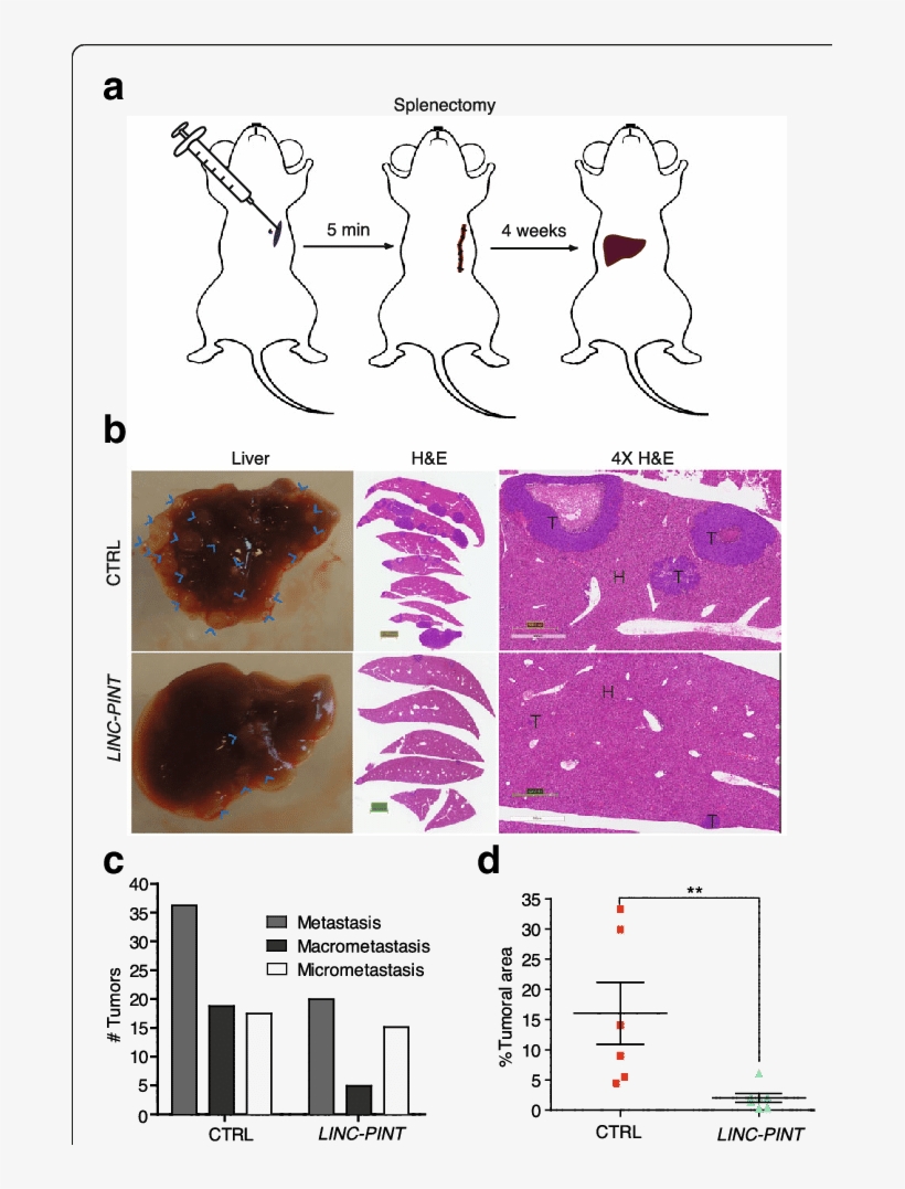 Download - Hct116 Cells, transparent png #6256701
