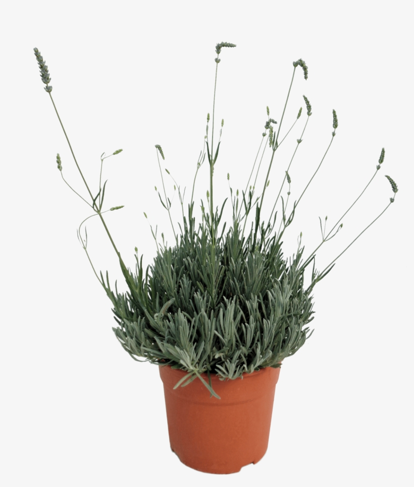 Lavandula Officinalis - Flowerpot, transparent png #6258084
