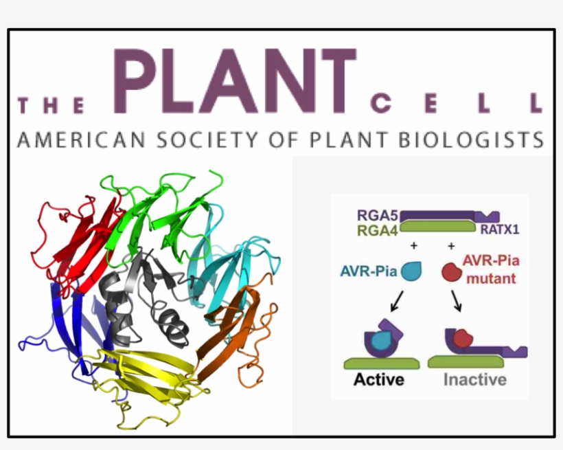Nlr Multidomain Proteins Largely Mediate The Immune - Graphic Design, transparent png #6259666