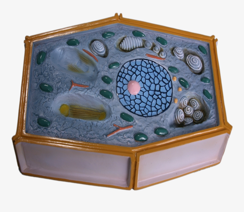Plant Cell Png, transparent png #6259779