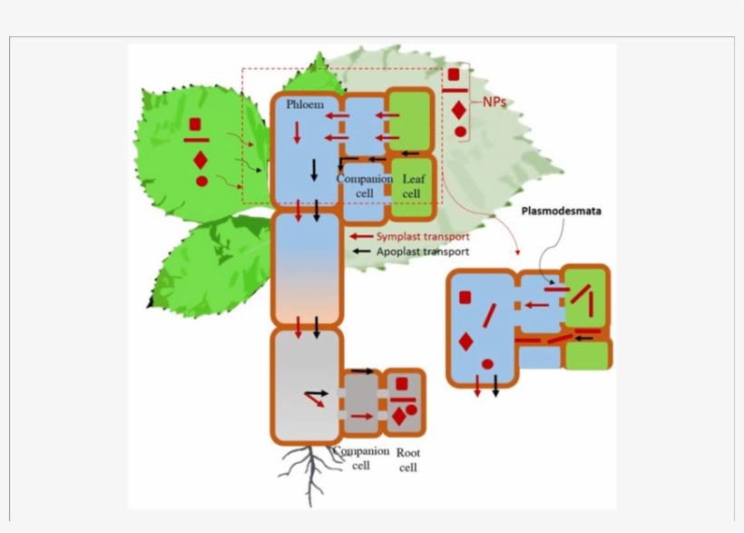 Mechanistic Understanding Of Nanoparticle Transport - Apoplastic Pathway Of Nanoparticle, transparent png #6259783