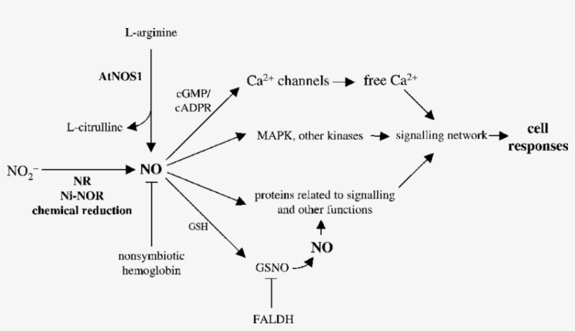 Schematic Representation Of No Signalling In Plant - No Synthesis In Plant, transparent png #6259934