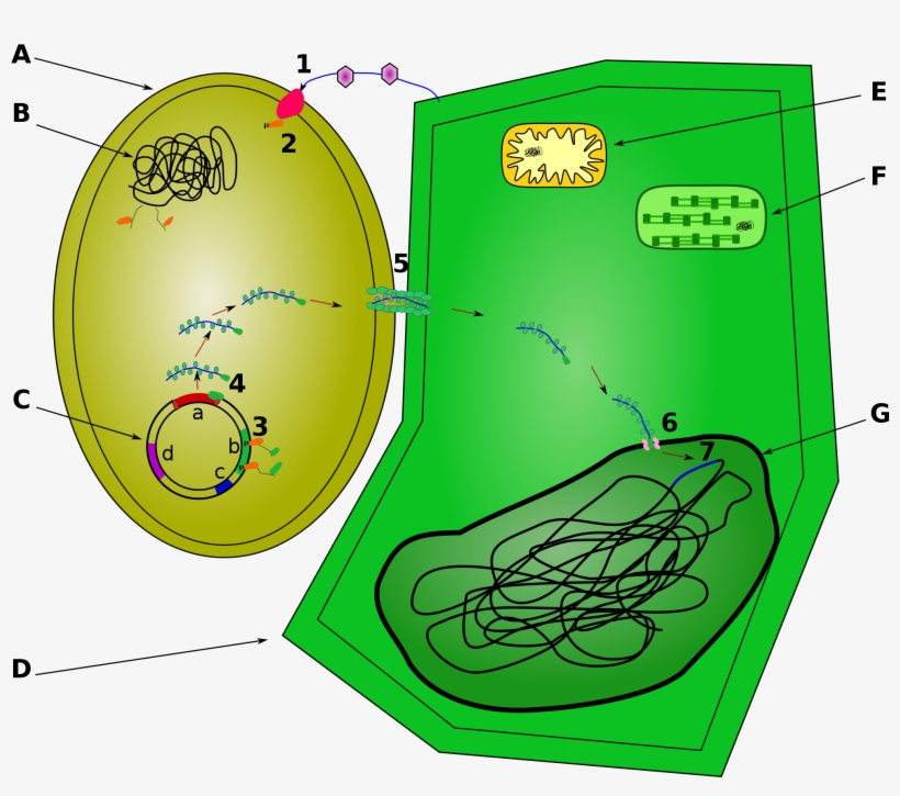 Open - Agrobacterium Tumefaciens, transparent png #6260008