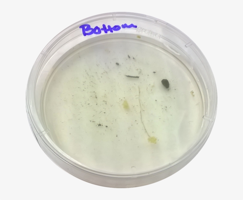 Cosette Taggart Lab 2 Bottom Niche - Portable Network Graphics, transparent png #6261336