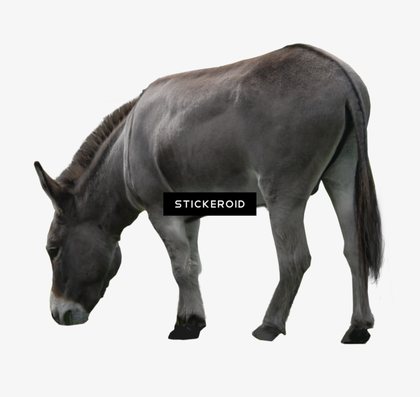Donkey, transparent png #6262138