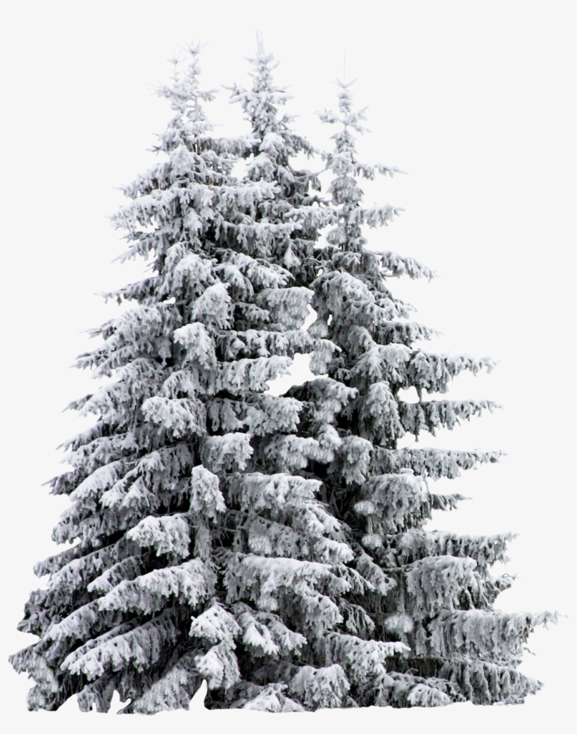 Report Abuse - Snow Covered Trees Sketch, transparent png #6265296