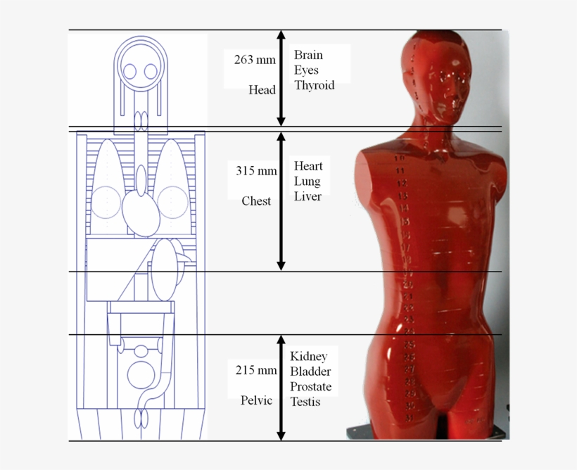 Scan Region And Its Length For Each Examination Were - Alderson Rando Phantom, transparent png #6267027