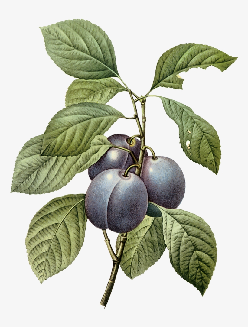Plumplate118 - Plum Botanical Illustration, transparent png #6272793