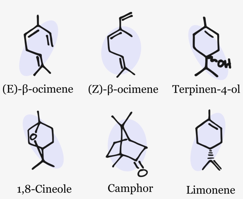 There's Nothing “minor” About These Compounds When - E )- Β Ocimene, transparent png #6273163