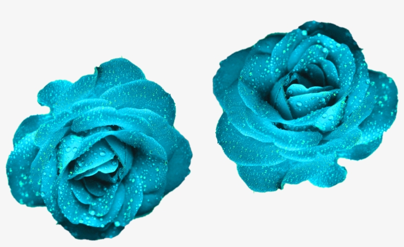 Glowing Blue Roses Blue Color Roses Png Png Nature, transparent png #6273425