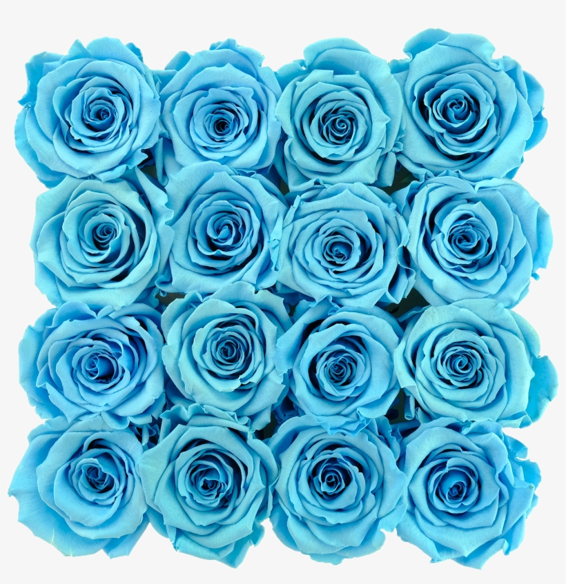 Blue Preserved Roses - Blue Rose, transparent png #6273764