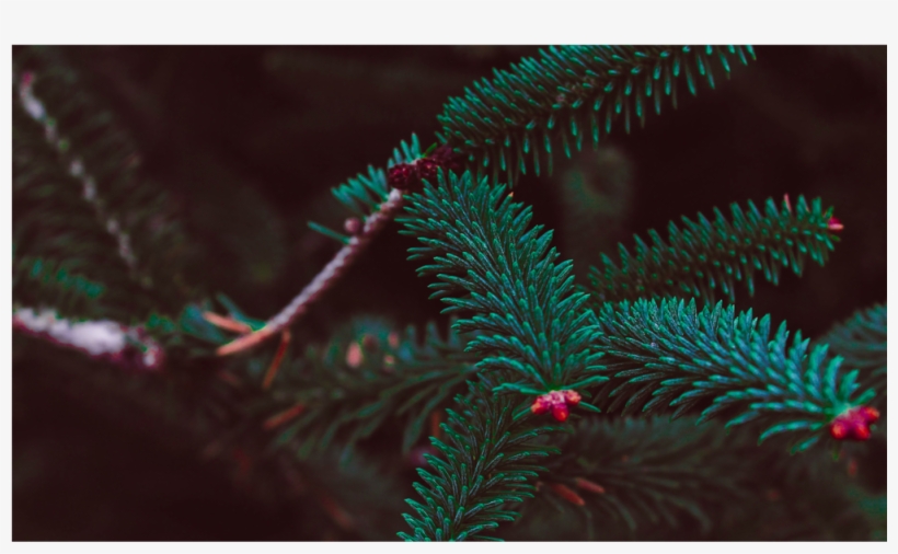 Score 50%, transparent png #6275709