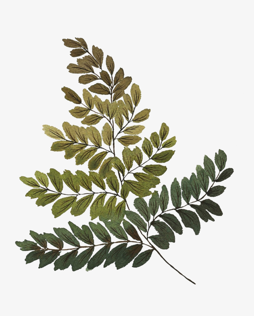 Large Fern - Fern, transparent png #6276044