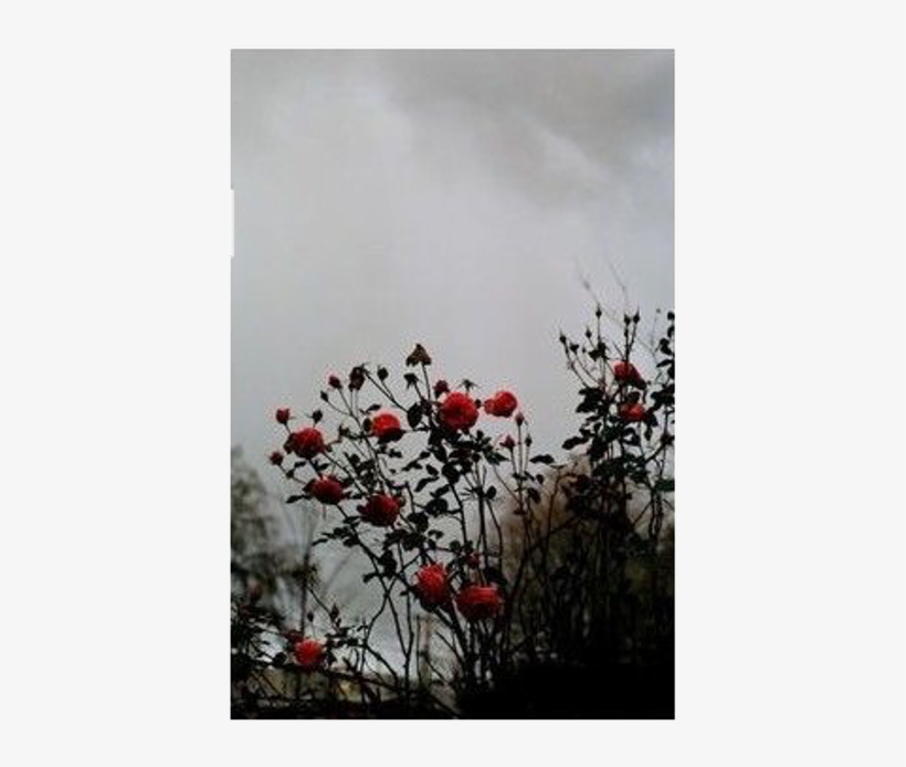 Ceiaxostickers Grunge Horror Goth Gothic Creepy Spooky - Bottlebush, transparent png #6276504