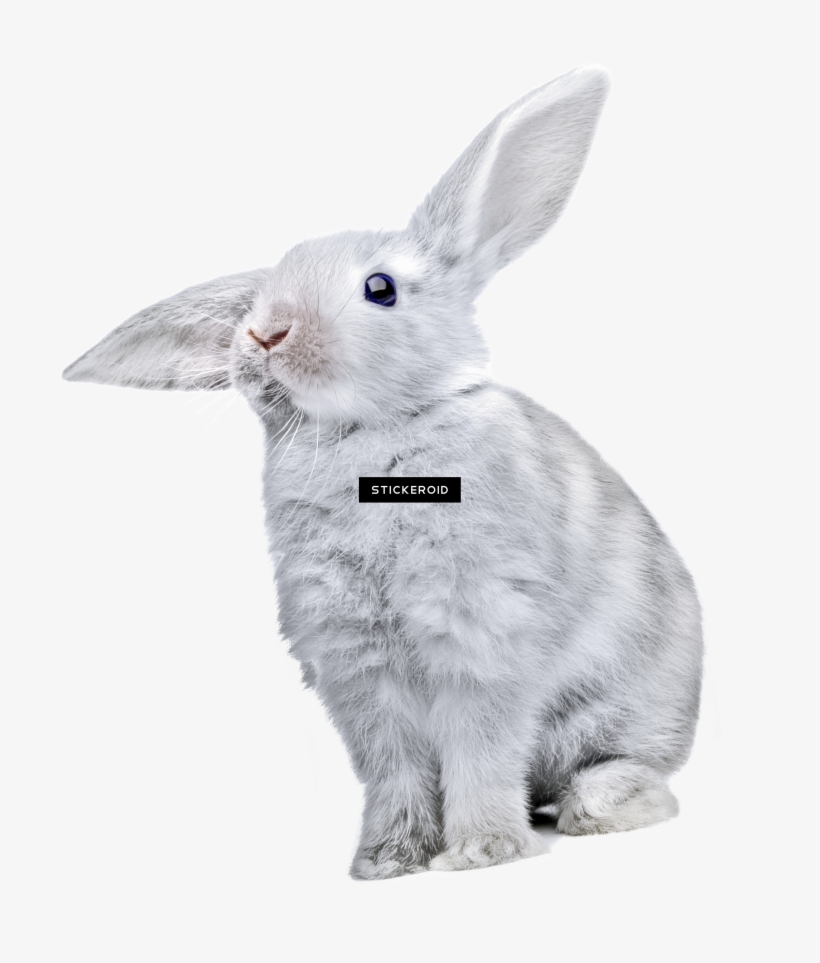 Rabbit Кролик - Rabbit, transparent png #6276653