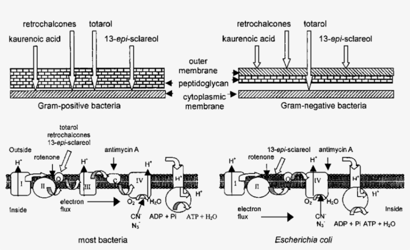 Diagram Of The Bacterial Cell Wall And The Respiratory - Gram Positive Respiration Chain, transparent png #6279885