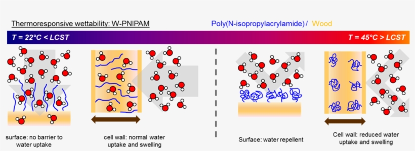 Wood Polymer Hybrids With Controlled Hygro-responsiveness - Water Uptake Polymer, transparent png #6280465