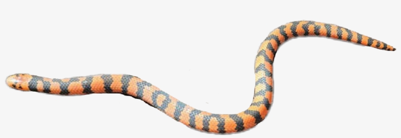 Sonoran Coral Snake, transparent png #6280681