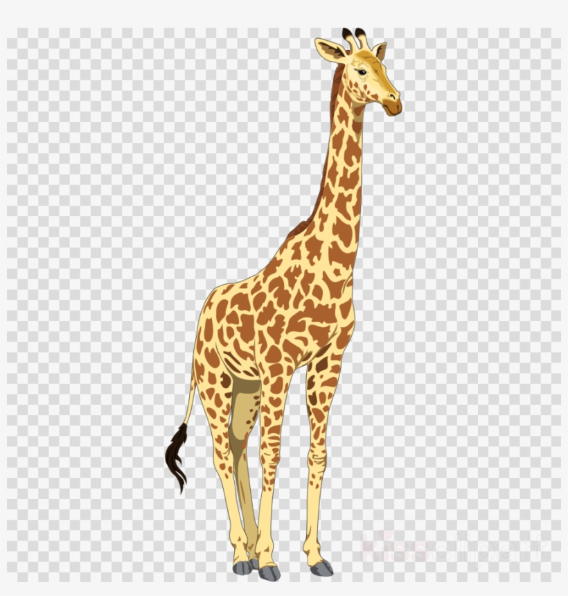 Clip Art Giraffe Png Clipart Giraffes Giraffes Baby, transparent png #6282360