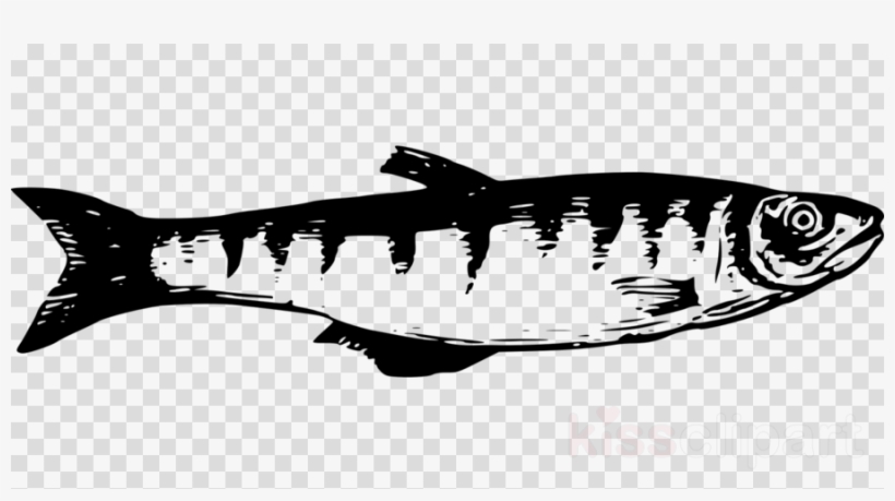 Portable Network Graphics Clipart Fish Shark - Peces Del Lago Titicaca Para Dibujar, transparent png #6282863