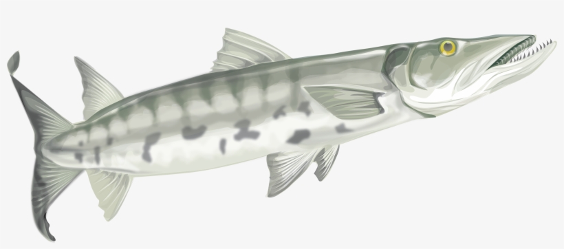 Graphic Library Download Images Of Spacehero Fish - Coloring Book, transparent png #6283008