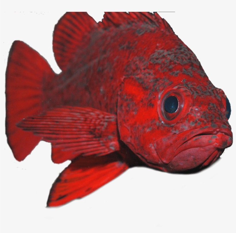 Please Scroll Down To Make Your Donation - Ray-finned Fish, transparent png #6288027