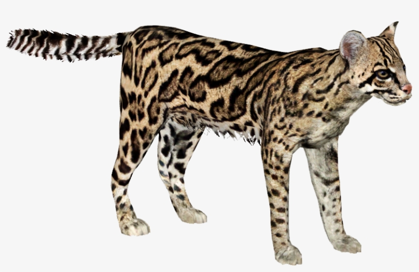 Ocelot - Zt2 Ocelot, transparent png #6288086