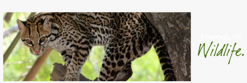 Friends Of Wildlife Refuge - Wildflower Path Englisches Hörbuch, Sarah Harrison,, transparent png #6288245