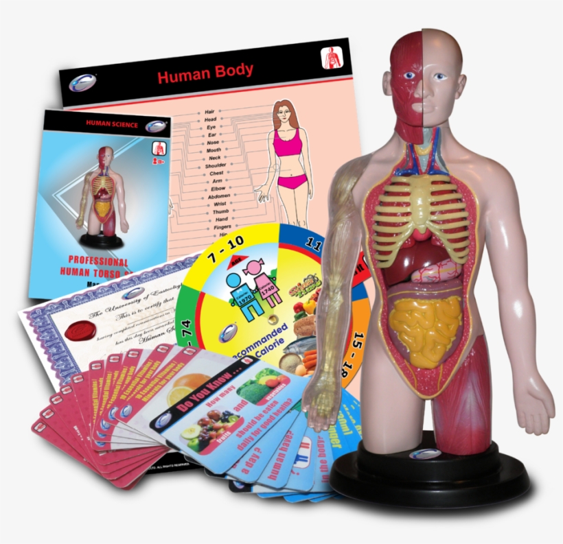 Eastcolight Science Prefessional Human Torso Set, transparent png #6291115