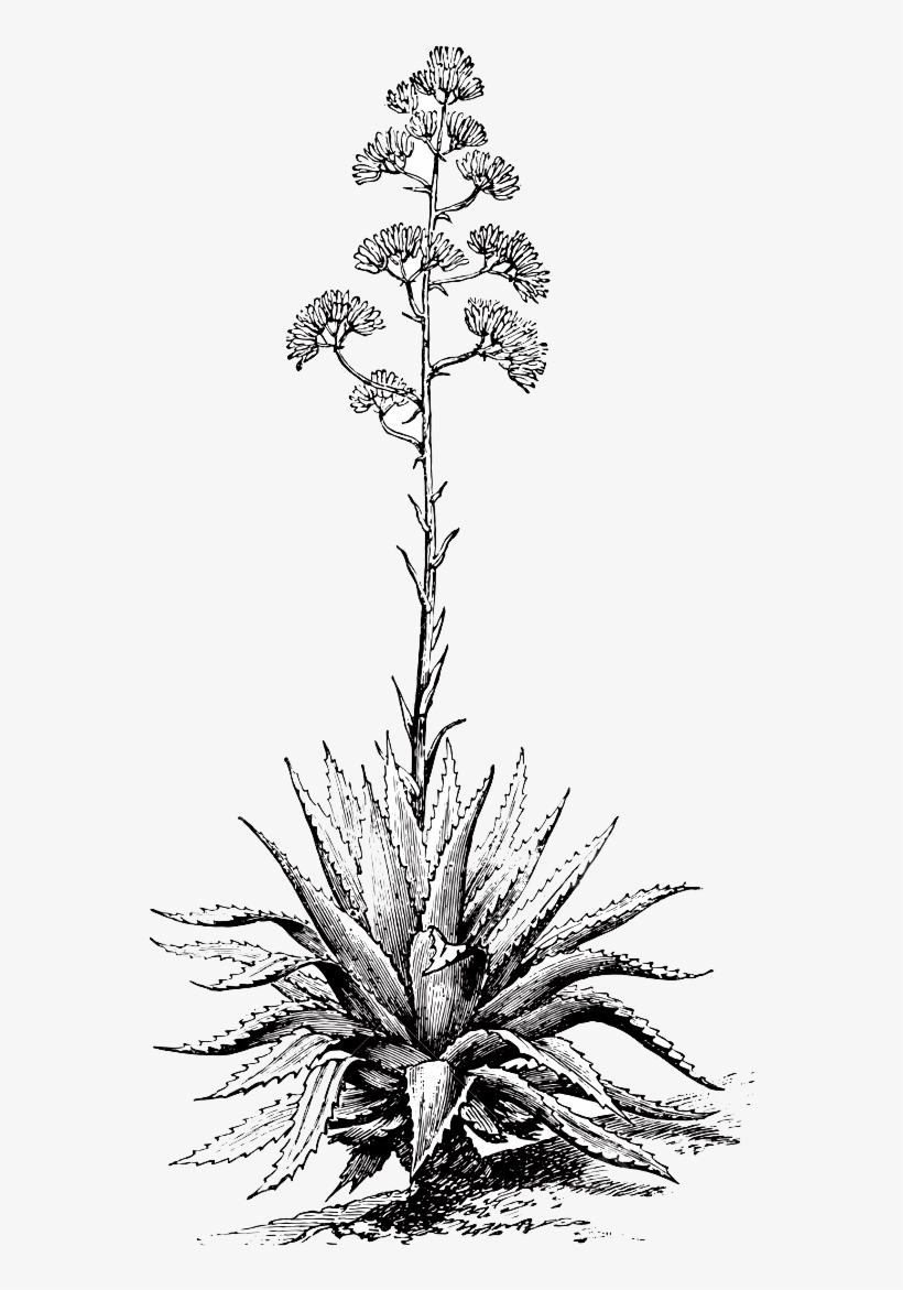 Mezcal Nucano - Mezcal Plant, transparent png #6298277