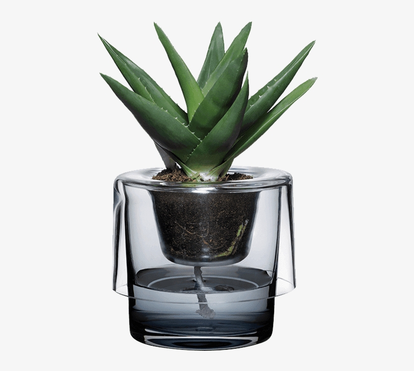 Roots - Nude Glass Roots, transparent png #6298499